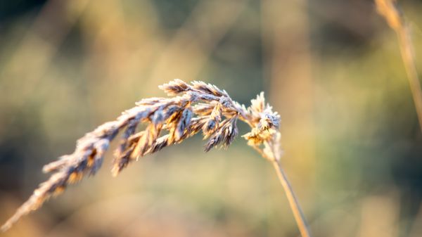 Sonnenlicht, Natur, Gras, Pflanzen, Fotografie, Makro