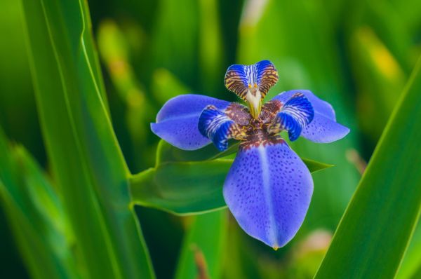 blomst,kronblade,Iris