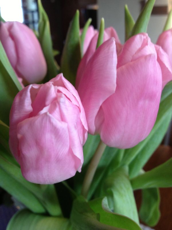 flower,plant,flowers,pink,tulip,petal