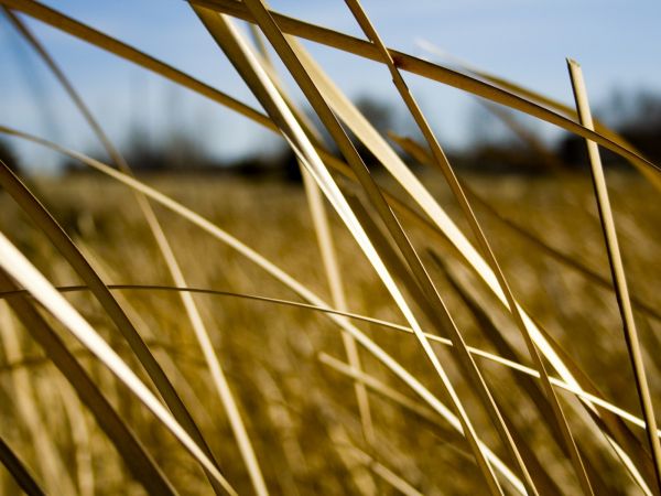 luce del sole,giallo,bianca,erba,cielo,campo