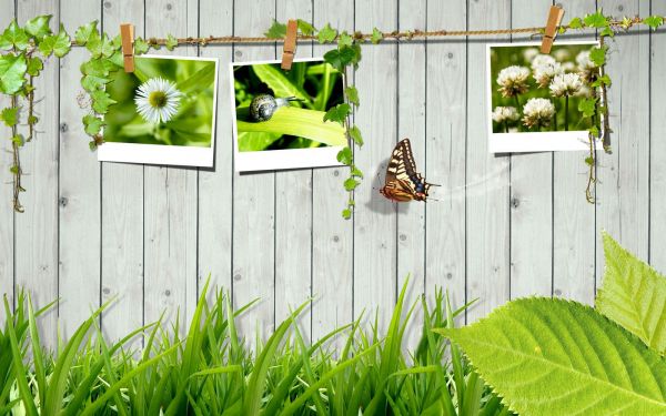 la nature,herbe