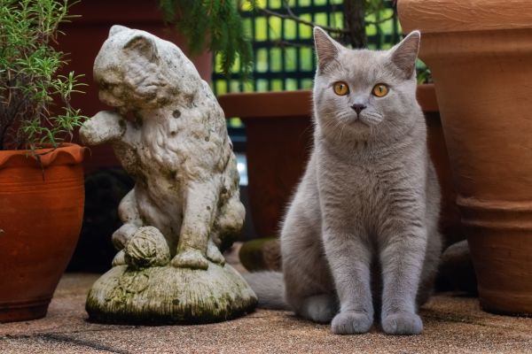 animaux,chats