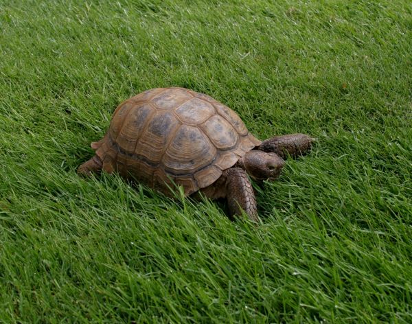 animale,natură,animale sălbatice,broasca testoasa,Testoasa,târâtoare