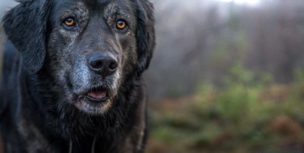 портрет,собака,Лабрадор ретривер,Млекопитающее,Позвоночный,Собака, как млекопитающее