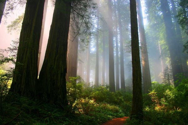 luz de sol,bosque,naturaleza,rama,Mañana,verde