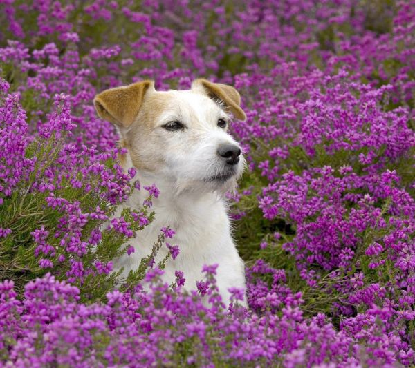 หมา,West Highland White Terrier,ดอกไม้,ลูกสุนัข,สัตว์เลี้ยงลูกด้วยนม,สัตว์