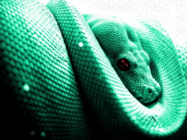 Animales, serpiente, verde, tipo de serpiente venenosa, pitón, reptil