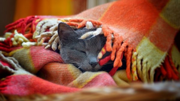 Katze,Schnauze,Plaid,grau