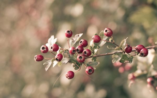 mat, natur, rød, fotografering, gren, frukt