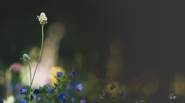 natuur,planten,bloemen