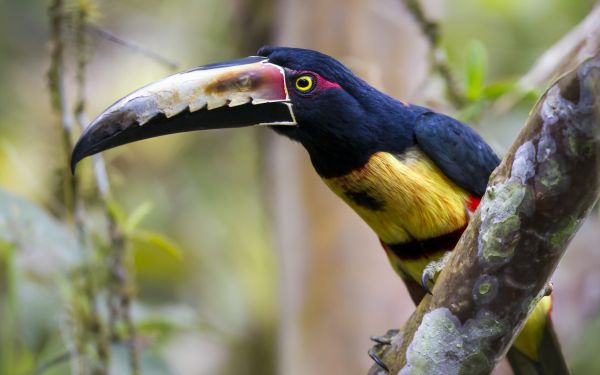 Chim, động vật, thiên nhiên, chi nhánh, Động vật hoang dã, Toucans