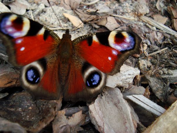 insekt,sommerfugl,dyreliv,møl,vinge,fauna