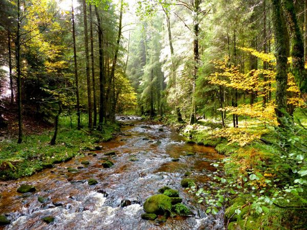 foresta, natura, natura selvaggia, ruscello, foresta pluviale, valle