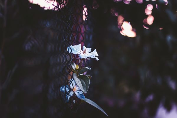 naturaleza,fotografía,luz de sol,Flores,rama,mariposa