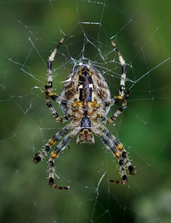 dieren,spin,Arachnid,materiaal,fauna,detailopname