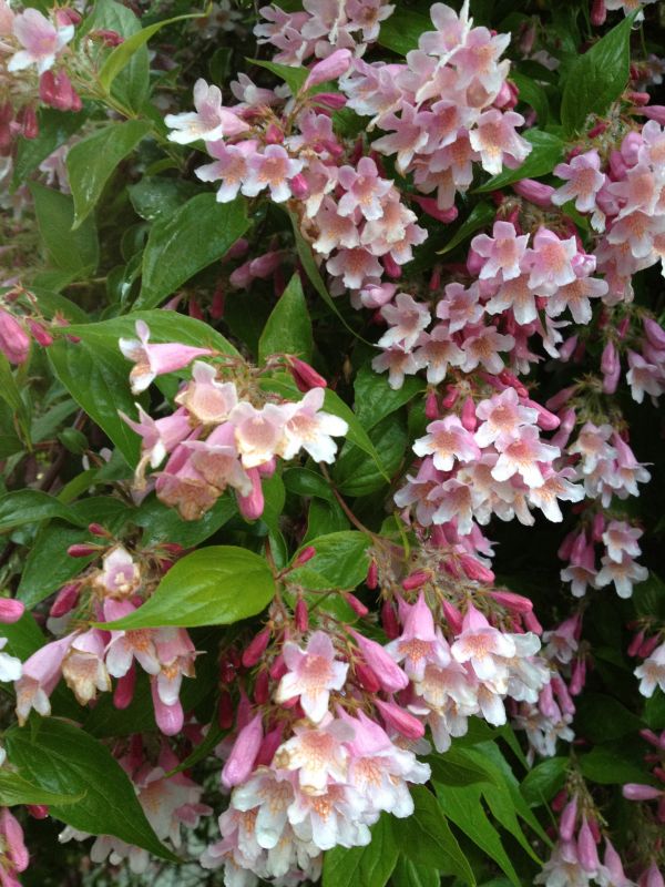 garden,blossom,lilac,flower,plant,flora