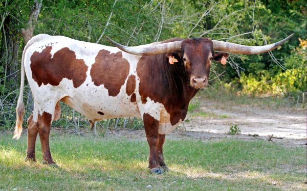 hewan,bidang,tanah pertanian,Banteng,padang rumput,padang rumput