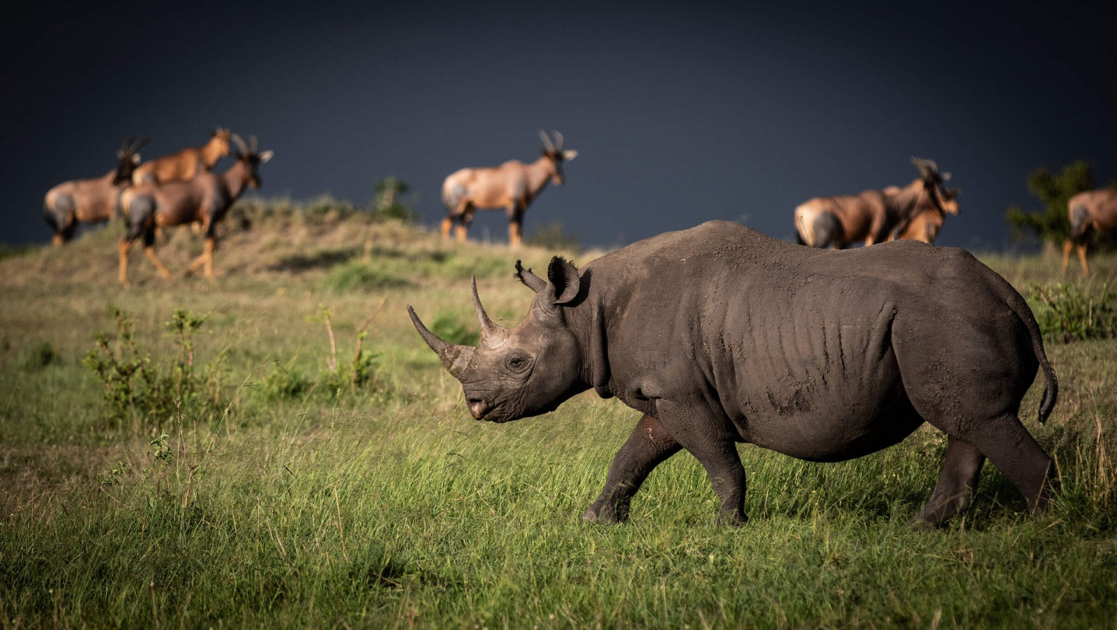 Nashorn, Tierwelt, Tiere