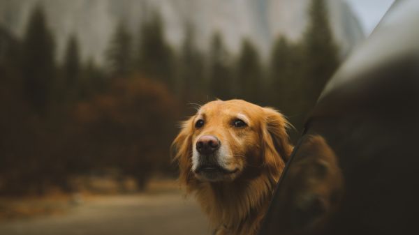 koira,lihansyöjä,koirarotu,liukastella,companion dog,poskiparta