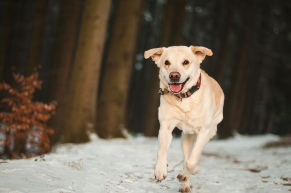 hó,téli,kutya,Fuss,Labrador,Labrador retriever