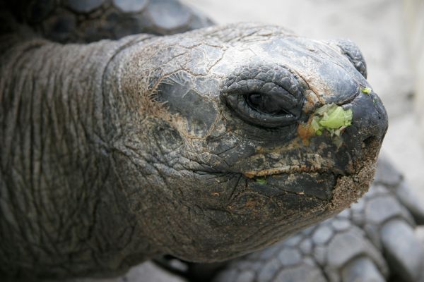 ochi,natură,animale sălbatice,iguană,broasca testoasa,Testoasa