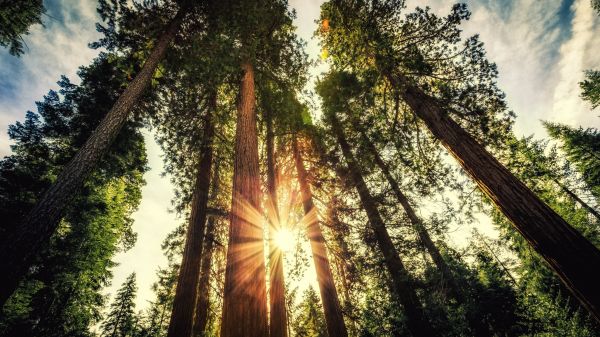 luz de sol,bosque,naturaleza,Árboles,parque,Plantas