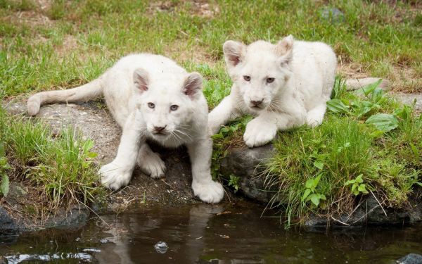 สัตว์,หมา,West Highland White Terrier,ธรรมชาติ,สิงโต,สัตว์ป่า