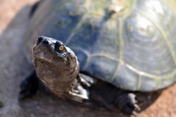 animale sălbatice,broasca testoasa,Testoasa,coajă,târâtoare,faună