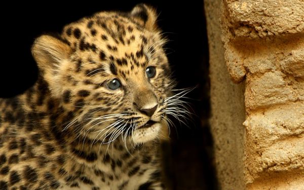 leopardo cazador, cachorro, bebé, esconder