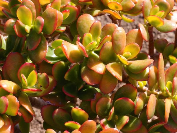 leaves,plants