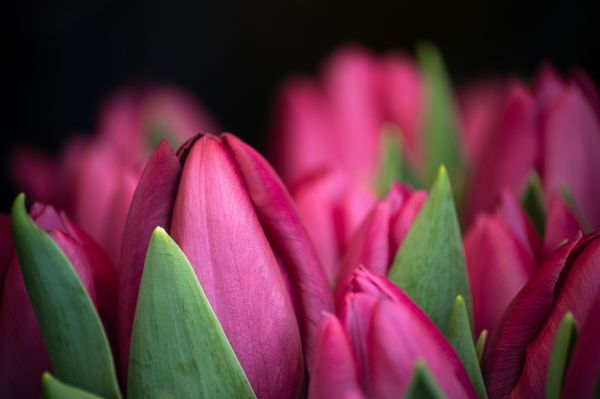 plants,flowers,tulips