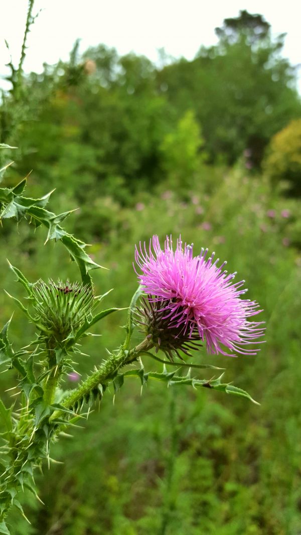 kukka,kasvi,kasvitiede,noxious weed,luonto,puun lehti