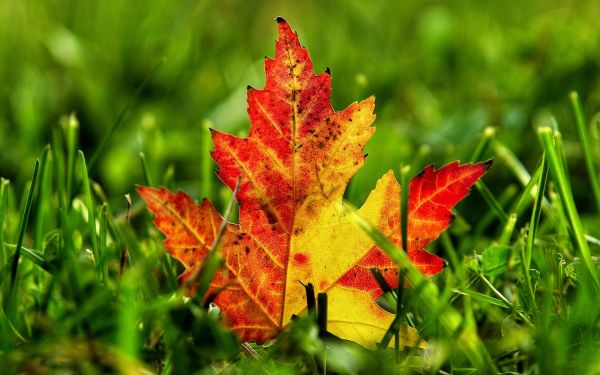 nature,grass,green,autumn,tree,leaf