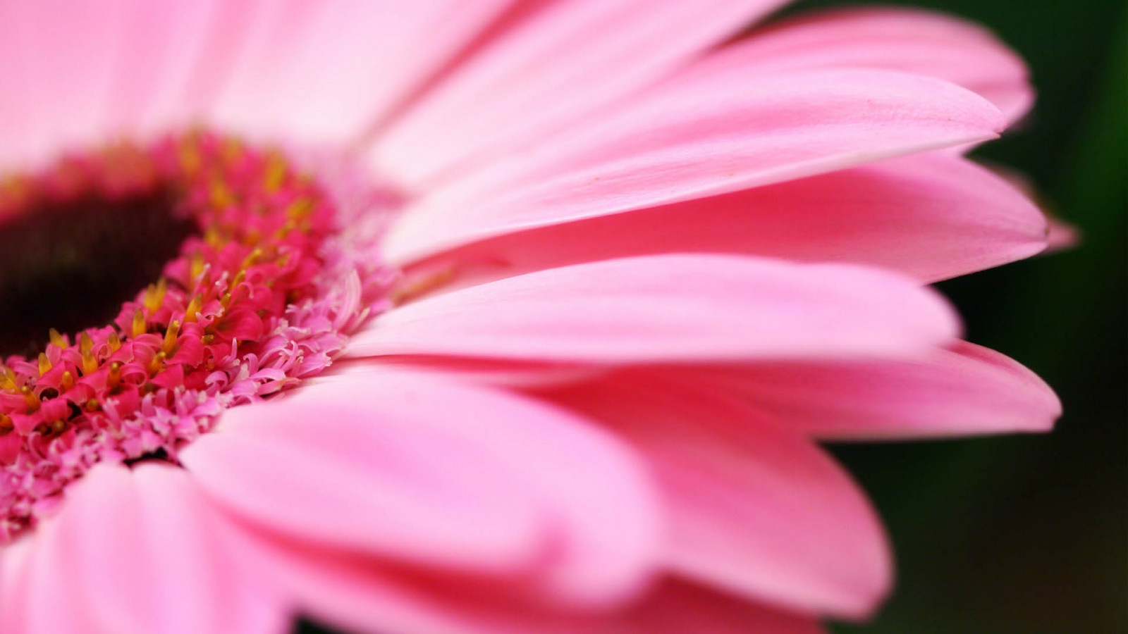 roșu, fotografie, petale, inflori, roz, floare, plantă, floră, petală, plante teren, plante cu flori, a închide, plantă anuală, macro fotografie, tulpina plantei, familie Daisy, gradina Cosmos