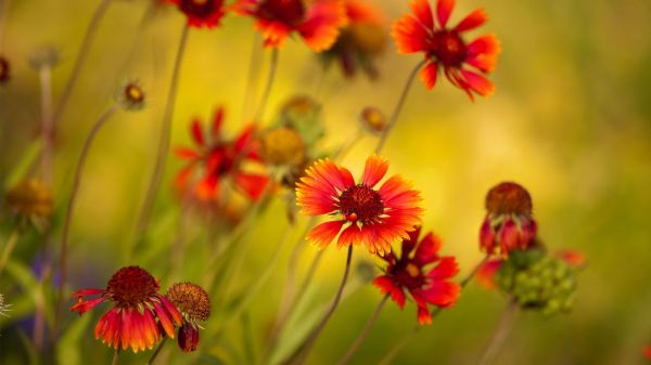 blommor,natur,makro,blomma,höst,blomma