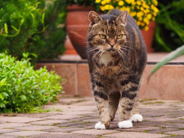 kat,græs,whiskers,vildkat,killing,gå