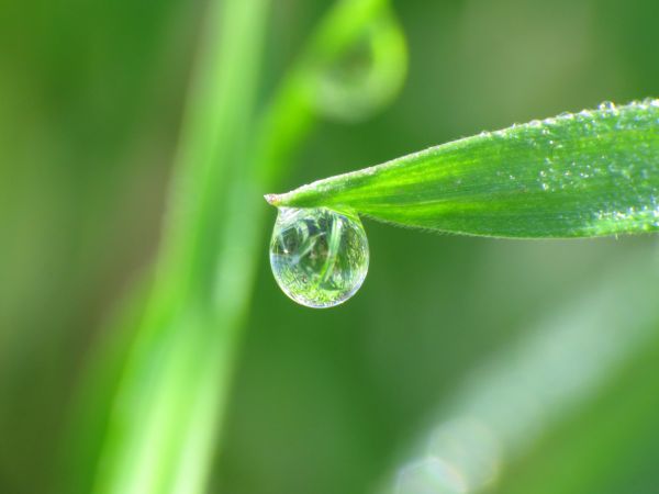 apă,natură,iarbă,fotografie,picaturi de apa,verde