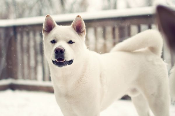 vit,vinter-,hund,Akita,hokkaido,laika