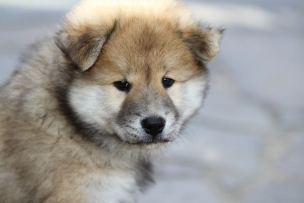 Eurasier,puppy,hond