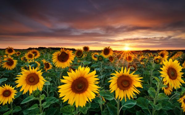 Girasoles,paisaje