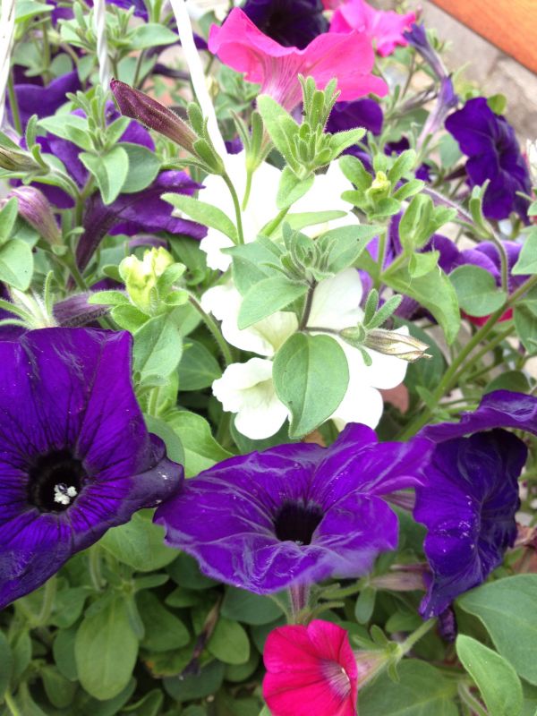 blomst,anlegg,stemorsblomst,petal,viola,landanlegg