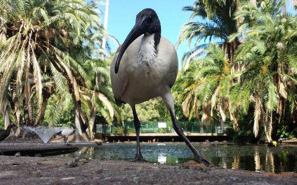 Animales,fauna silvestre,selva,aves,Zoo,ibis