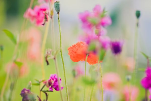 blomster, natur, gress, planter, makro, grønn