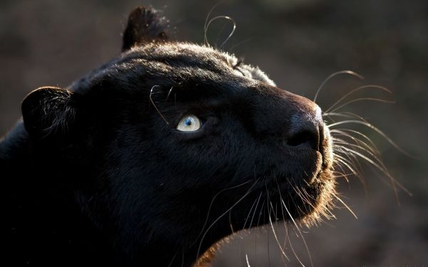 Lion,faune,nez,gros chats,moustaches,Panthère noire