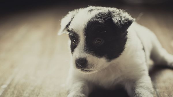 hvid,dyr,hund,hundehvalp,whiskers,Border Collie