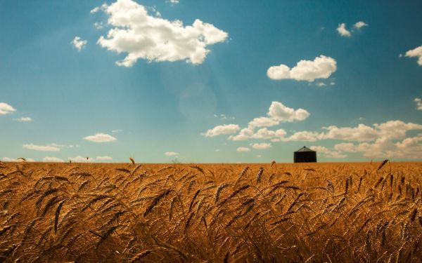 luce del sole,paesaggio,erba,cielo,campo,azienda agricola