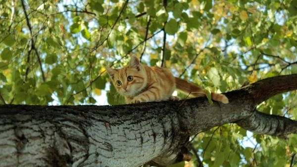 animaux,chats