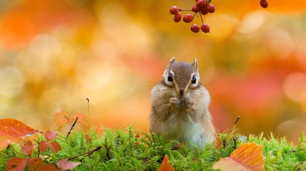 la nature,animaux