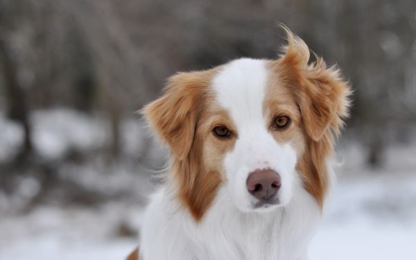 ochi,câine,Nova Scotia Duck Taxare Retriever,australian Shepherd,mamifer,vânt