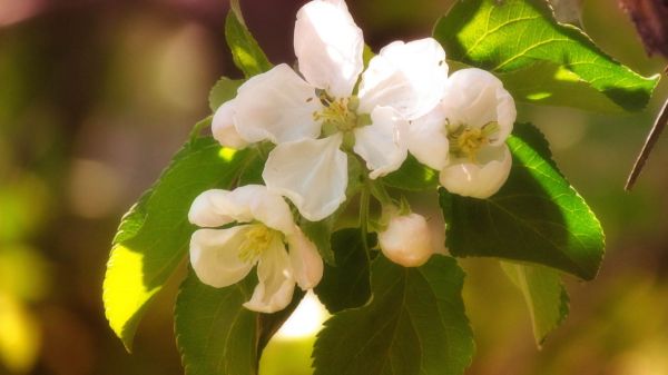 branche,fleur,Floraison